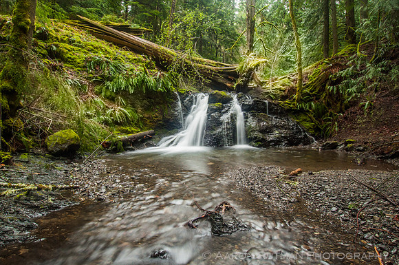 Aaron Rutman Photography: Trees &emdash; Rustic Falls, Moran State Park
