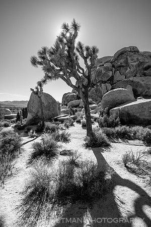 Hall of Horrors Nature Area, Joshua Tree National Park