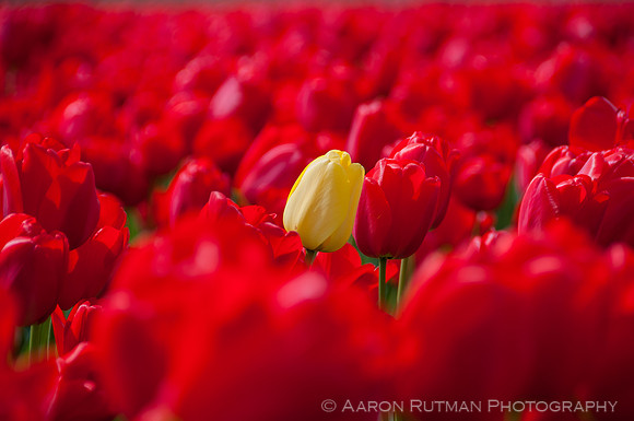 Roozengaarde, Skagit Valley Tulip Festival