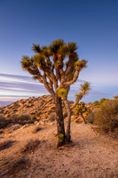 Eureka Peak, Joshua Tree National Park