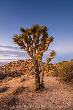 Eureka Peak, Joshua Tree National Park