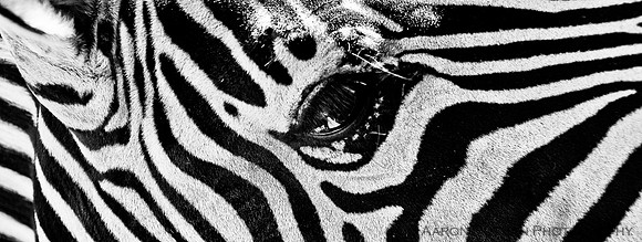 Zebra face pattern, black and white