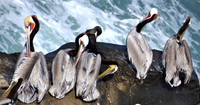Line of California Brown Pelicans