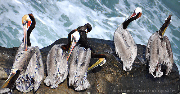 Line of California Brown Pelicans