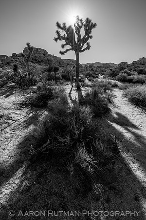 Barker Dam Nature Area, Joshua Tree National Park