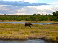 Elephant on the Chobe