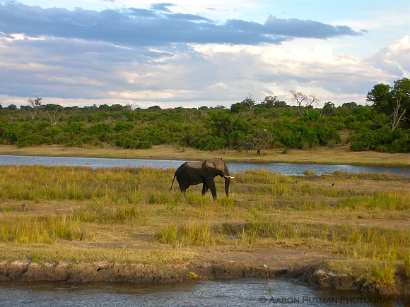 Elephant on the Chobe
