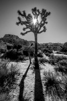 Barker Dam Nature Area, Joshua Tree National Park