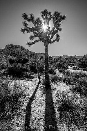 Barker Dam Nature Area, Joshua Tree National Park