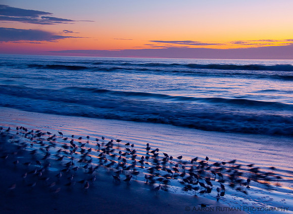 Sanderlings at dusk