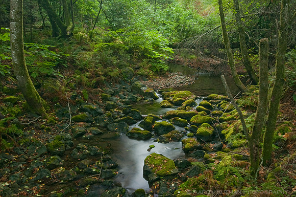 Redwood Creek, Muir Woods