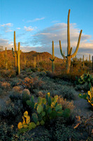 Saguaro National Park