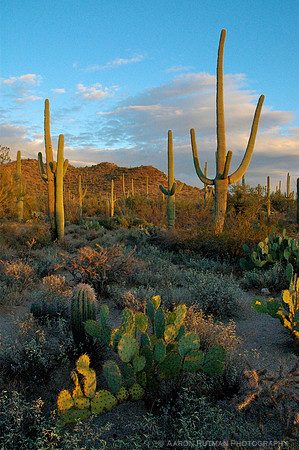 Saguaro National Park