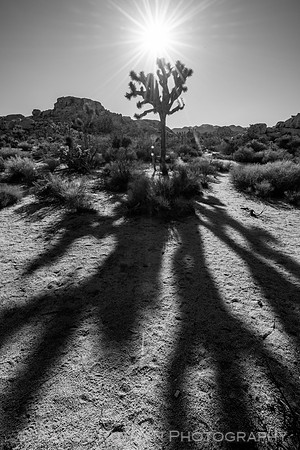Barker Dam Nature Area, Joshua Tree National Park
