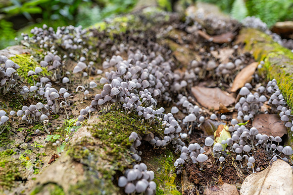 Fungi, Moorea