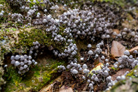 Fungi, Moorea