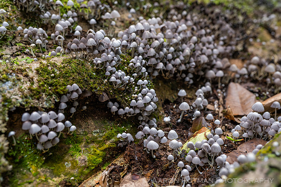 Fungi, Moorea