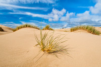 Oregon Dunes
