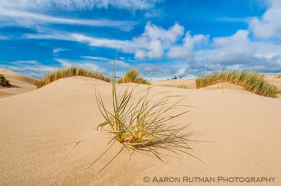 Oregon Dunes