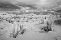 Oregon Dunes