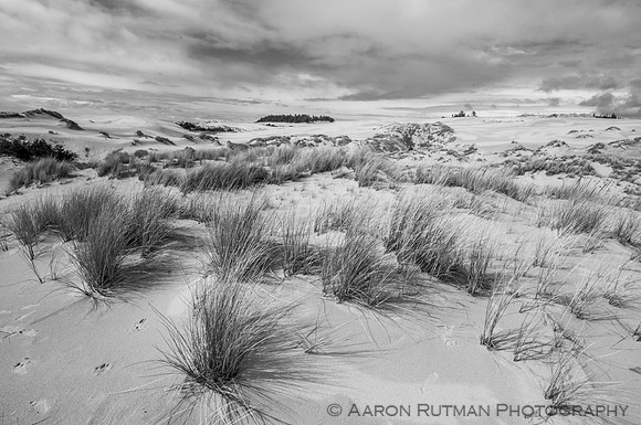 Oregon Dunes