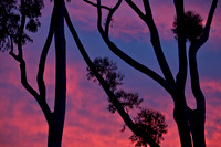 Eucalyptus sky