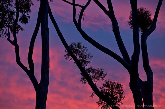 Eucalyptus sky