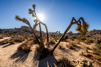 Barker Dam Nature Area, Joshua Tree National Park
