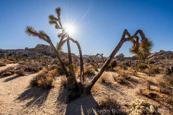 Barker Dam Nature Area, Joshua Tree National Park