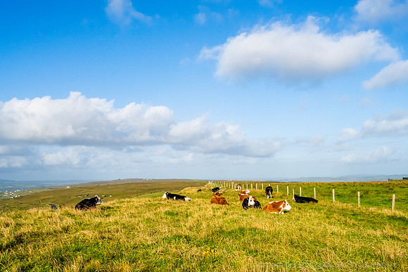 Cows on the Cliffs of Moher, County Clare
