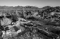 Saguaro National Park West, AZ