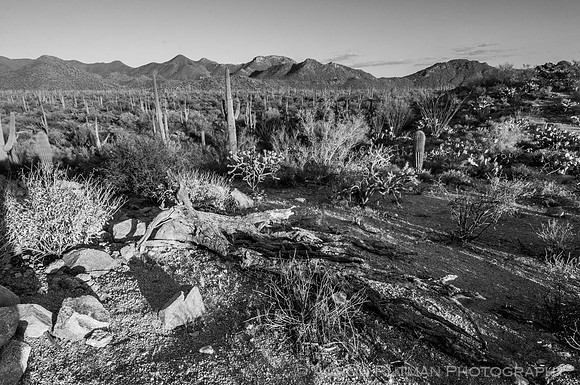 Saguaro National Park West, AZ