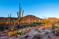 Saguaro National Park West, AZ