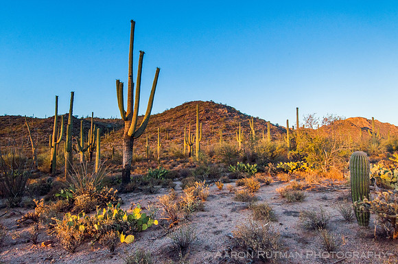 Saguaro National Park West, AZ