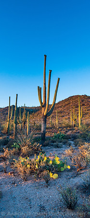 Saguaro National Park West, AZ