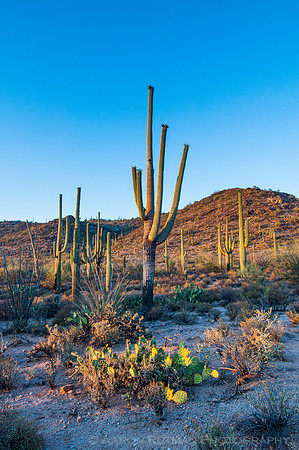 Saguaro National Park West, AZ