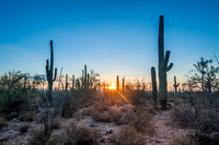 Saguaro National Park West, AZ