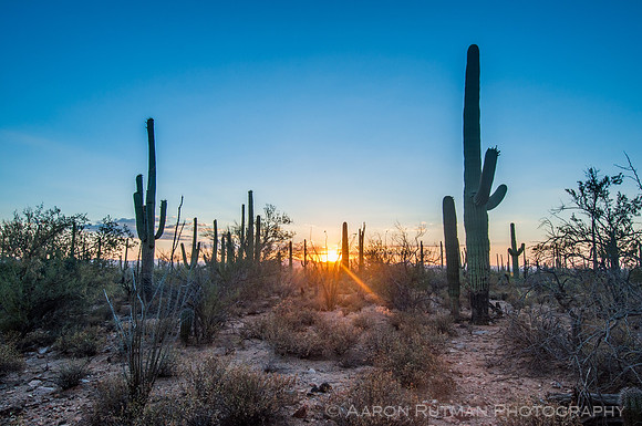 Saguaro National Park West, AZ