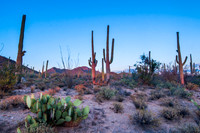 Saguaro National Park West, AZ