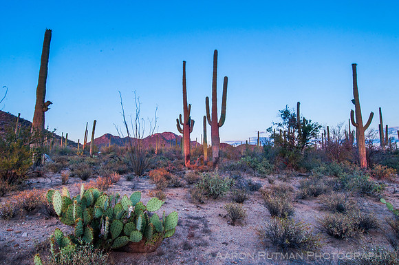 Saguaro National Park West, AZ