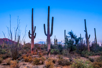 Saguaro National Park West, AZ