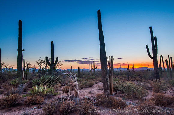 Saguaro National Park West, AZ
