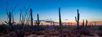 Saguaro National Park West, AZ