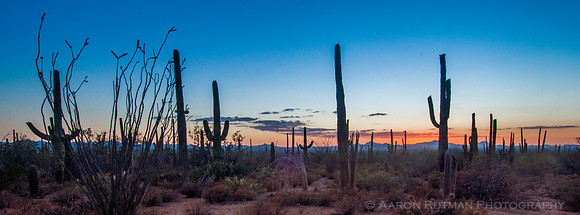 Saguaro National Park West, AZ