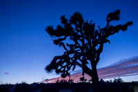 Lower Covington Flat, Joshua Tree National Park