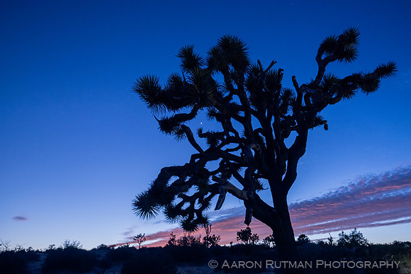 Lower Covington Flat, Joshua Tree National Park