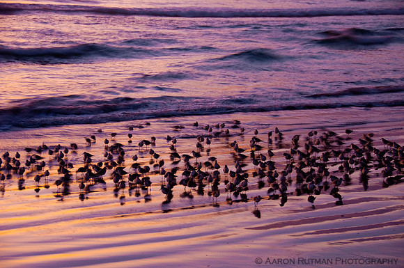 Sanderlings in the surf