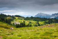 Paradise, Mt. Ranier National Park