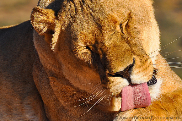 Lioness after feeding