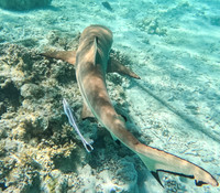Black Tipped reef shark